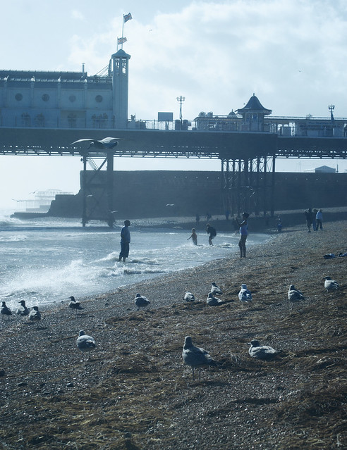 Gull critics on Brighton Beach