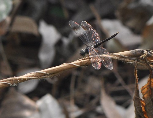 dragonfly nigeria arthropoda libellule odonata libellulidae insecta enugu parazyxomma parazyxommaflavicans