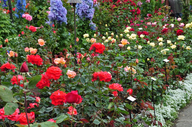 Rose garden at Butchart Gardens 1