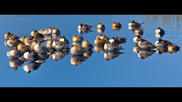 Wildlife Weekend- Pintail Ducks