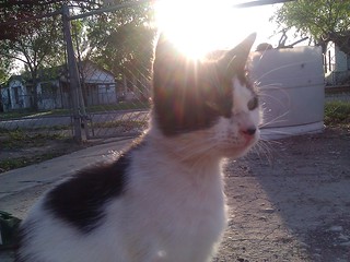 Cat during sunset