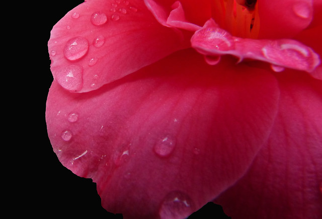Raindrops on Pink Camelia Leaf