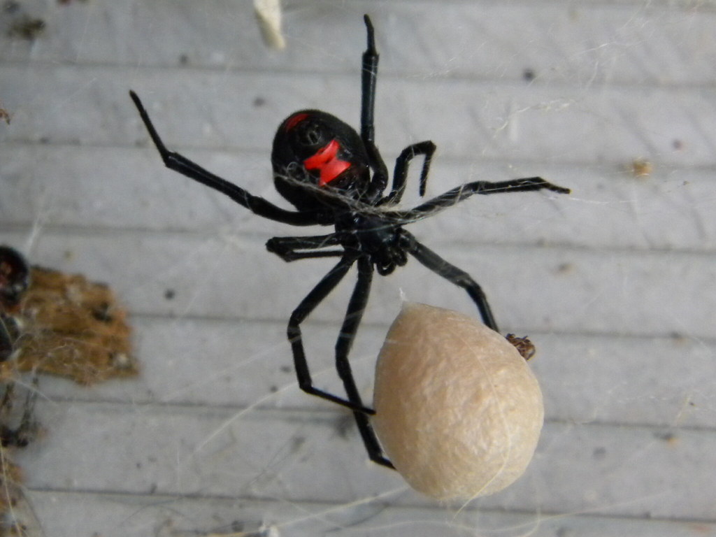 Black Widow Spider With Egg Sack | Black Widow spider protec… | Flickr