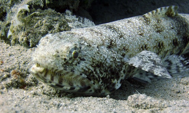 Lizard fish (Synodus variegatus)