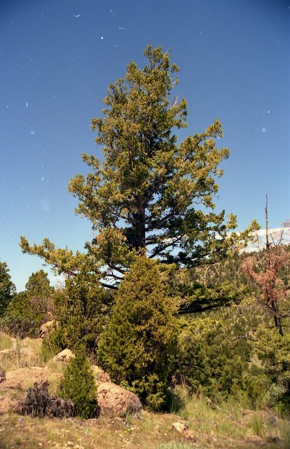 Healthy Montana Pine