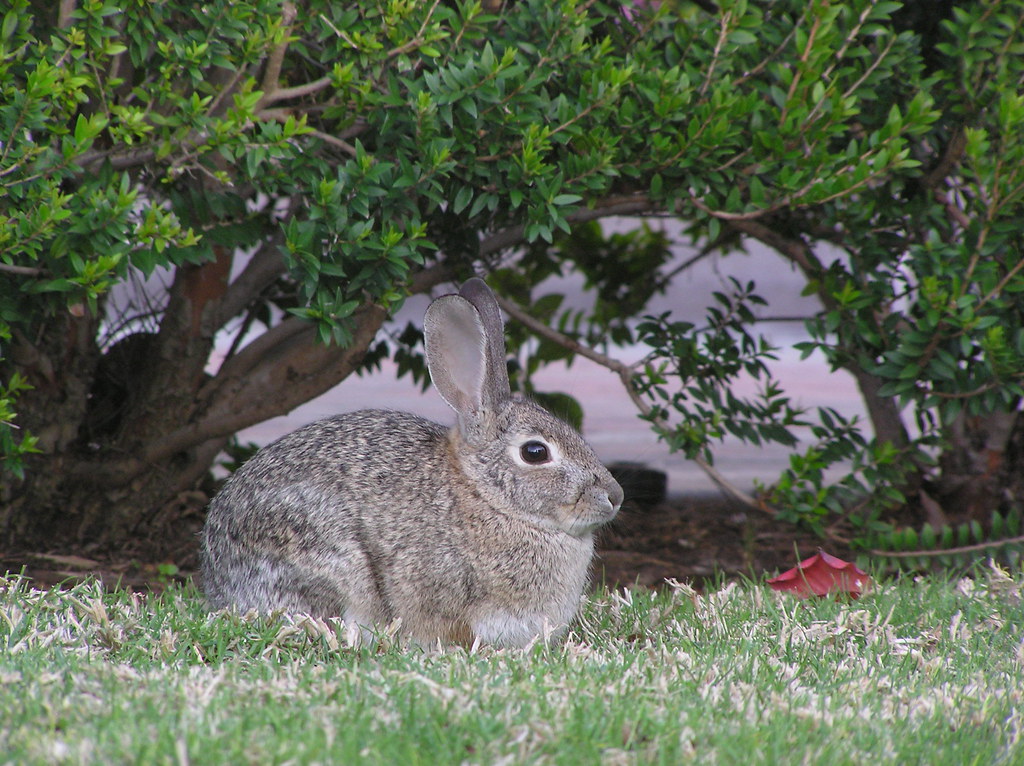 Fat Rabbit | Rabbit on the UCI campus. See where this pictur… | Flickr