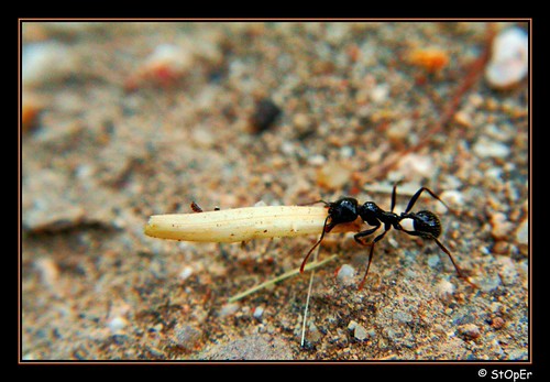 Atomic Ant | by Antonio.Pavon