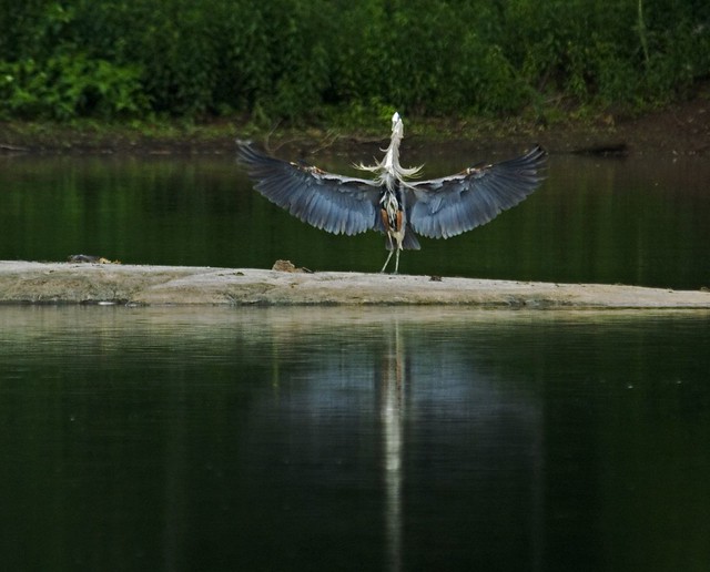 Full Flaps - Great Blue Heron @ Great Falls, MD
