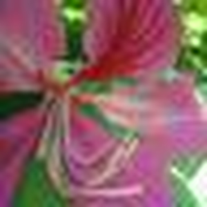 Flickr profile picture for @fiji