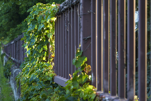 fence morninglight vines perspective rail