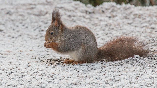 Red Squirrel (Sciurus vulgaris vulgaris) in winter coat-4792