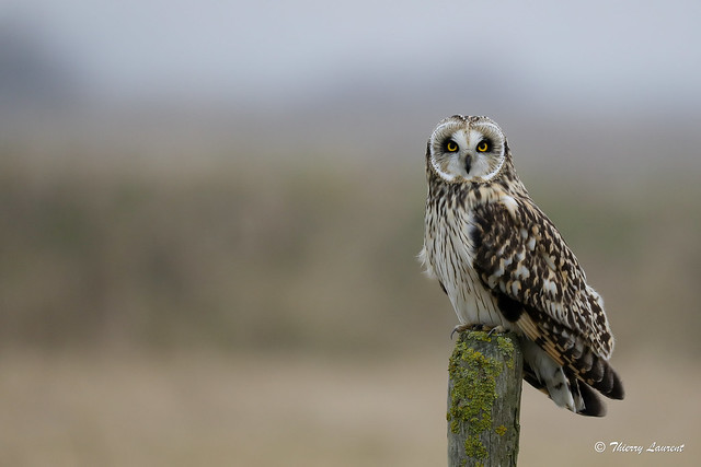 Hibou des marais // Short-eared Owl