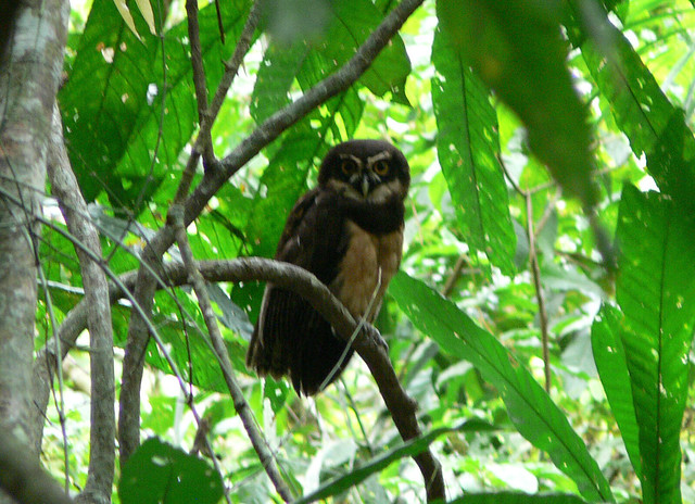 Buho de Anteojos, Spectacled Owl (Pulsatrix perspicillata)