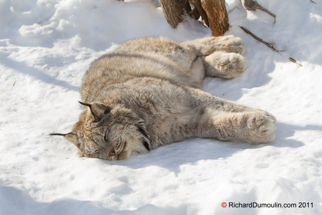 Lynx du Canada... Attention de ne pas le réveiller : )