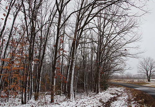 Light Dusting (18/365), winter snow landscape missouri 24105 project365 canonef24105mmf4lisusm project365018 canoneos5dmarkii