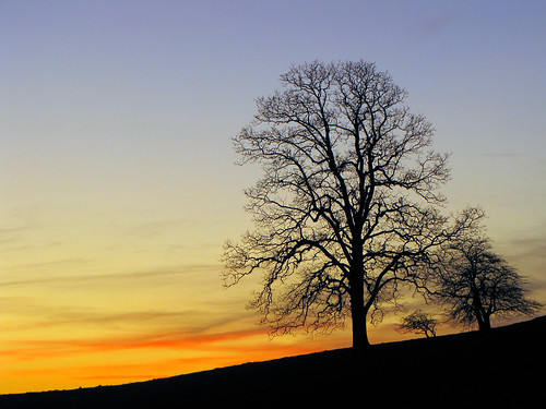 sunset tree silhouette northcarolina blueridgeparkway westernnorthcarolina southernappalachians ccbyncsa moseshconememorialpark canonpowershotsx10is