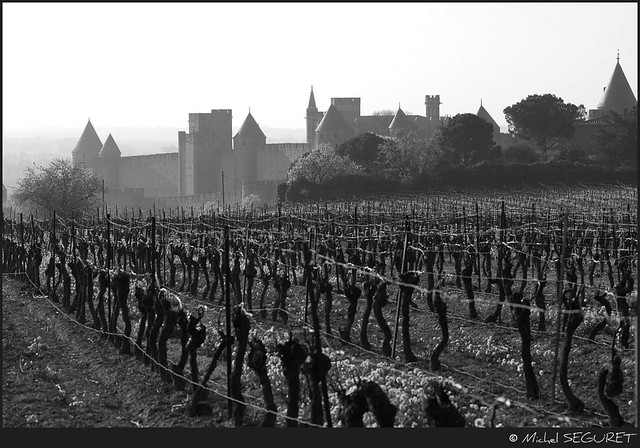 La vigne au pied de la Cité / The vines at the foot of the City