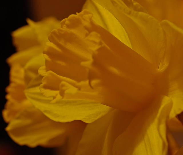 Daffodil 1