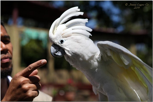 Malagos Garden Resort:  Even the white cockatoo knows how to recycle.