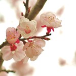 Apricot Flowers：杏花