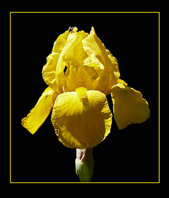 Yellow Bearded Iris Godolphin House (NT)