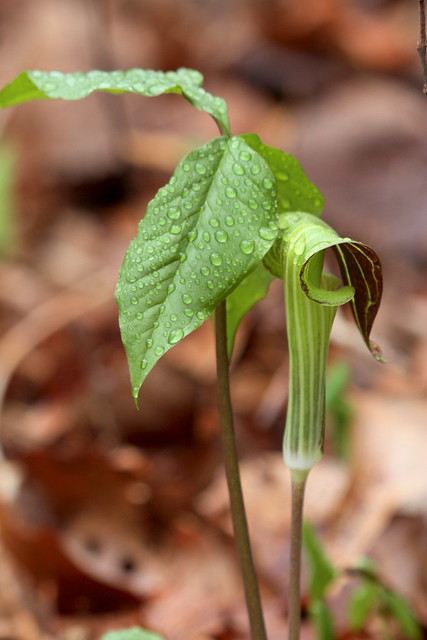 Jack-in-the-pulpit- Moose Hill Wildlife Sanctuary, Sharon MA