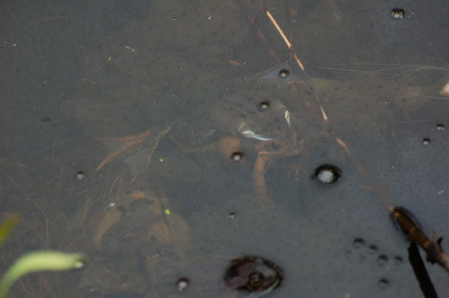 Frogs mating underwater