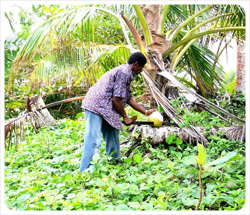 Frank cutting coconuts on Little Corn Island