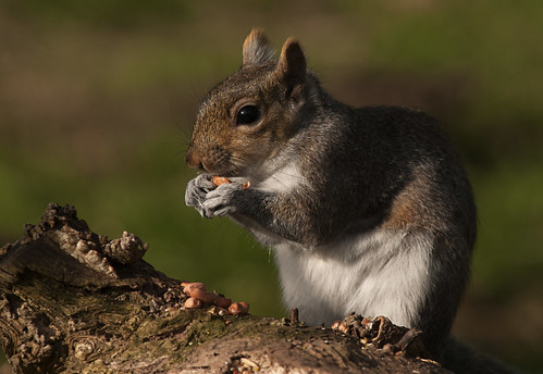 Squirrel Eating | by Jefferson Smith