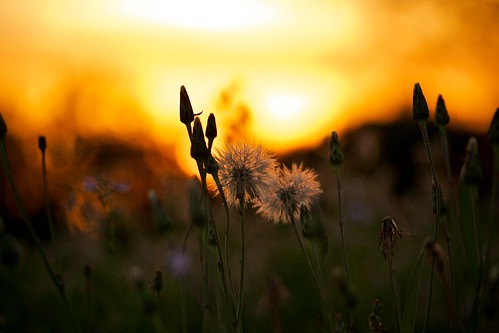 sunset leaves weeds dandelion