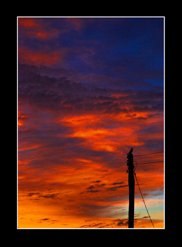sunset sky color colour bird 20d silhouette clouds sunrise canon eos colours powerlines powerpole edwin emmerick edwinemmerick
