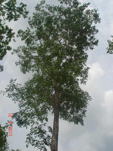 Peda Tree Pterocarpus pedatus ( ធ្នង់, ដើមធ្នង់ ) | Scientific name: … | Flickr