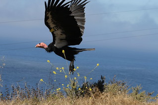 California Condor taking flight | by Dennis J. Nelson