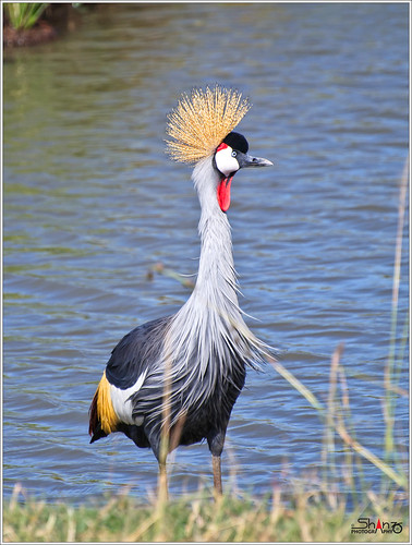 Grey Crowned Crane (Balearica regulorum) by Shanz Photography (Back)