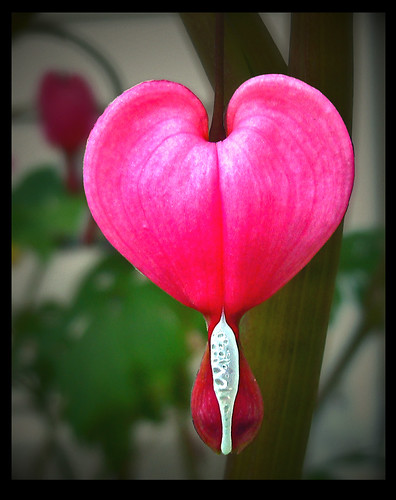 Bleeding Heart | by DEBrand