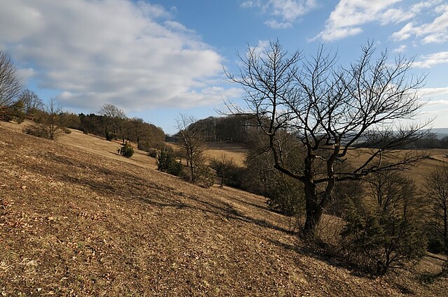 drh01216 | Kalk-Halbtrockenrasen auf dem Giebelrain bei Dietershausen. Rhön, 05.03.2011
