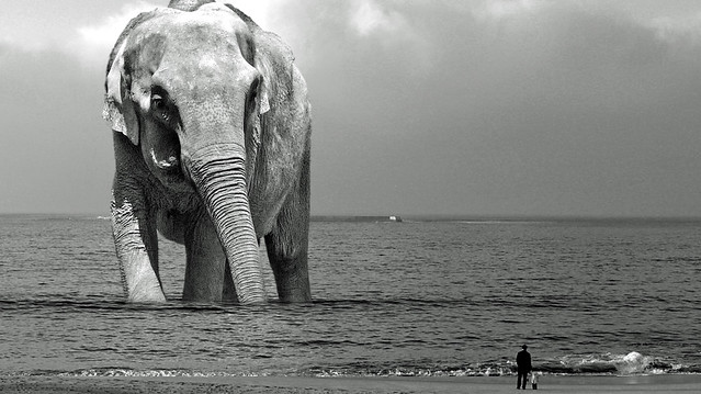 grand éléphant sortant du bain