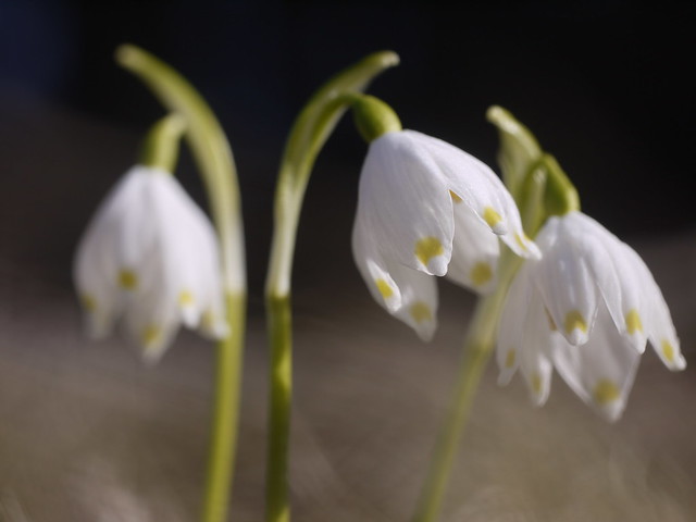 Galanthus, Wild Snow Drop, Wildes Schneeglöckchen, Spring