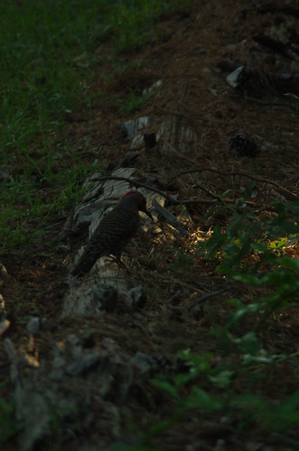 IMGP2009 by RaymondDukes, A woodpecker at Heath Park, Columbus, GA, USA from 4/30/2011 at around sunset.bird birds woodpecker