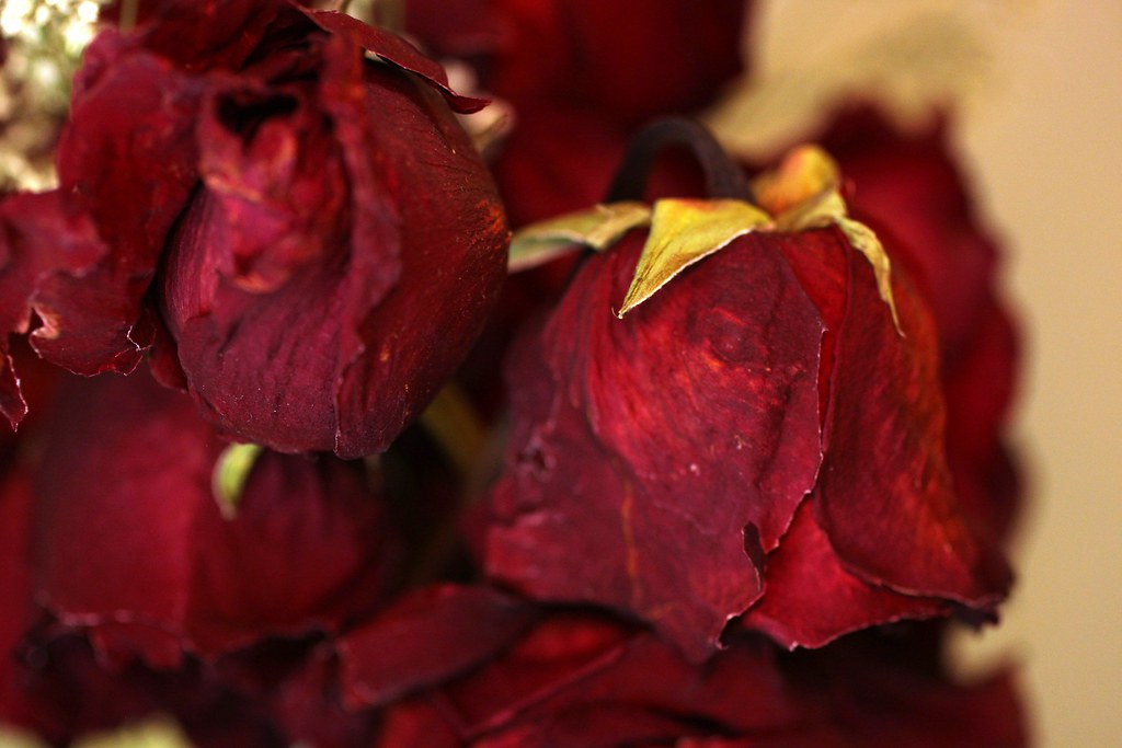These r for me | floralsandthings | Flickr