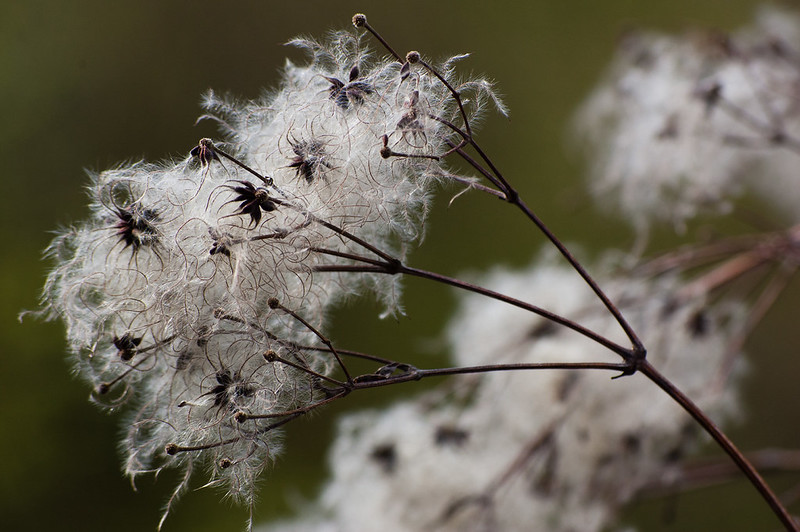 Old man's beard seeds