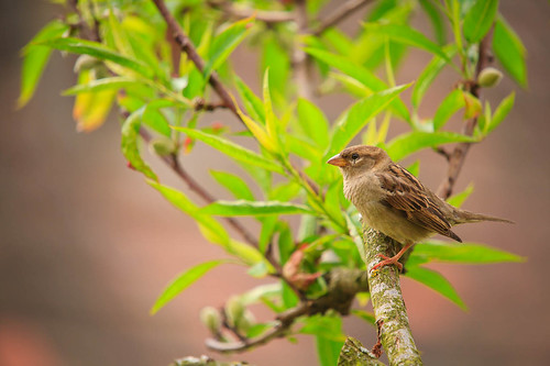 _MG_4601 | Sparrow in a peach tree | Ken Owen | Flickr