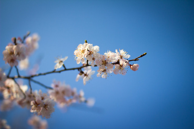 Seoul Cherry Blossoms