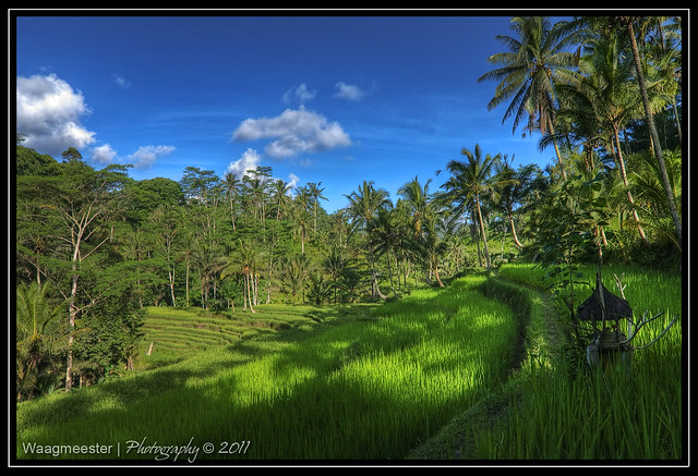 Gunung Kawi - Rice field and little temple