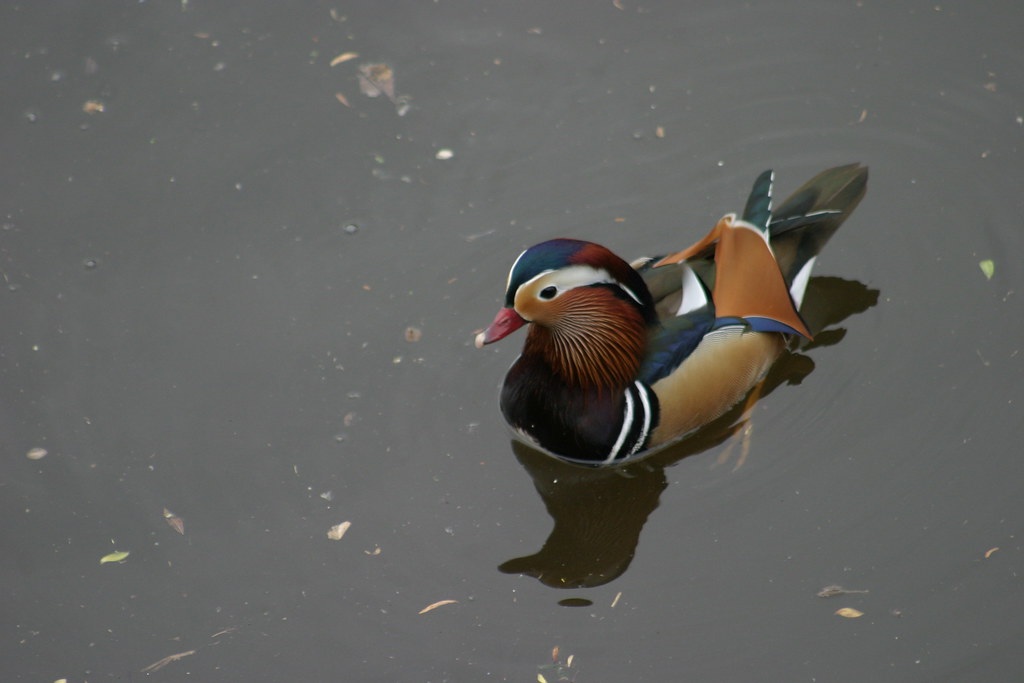 IMG_0465 | My favorite duck, the stunning Mandarin Duck (Aix… | Flickr