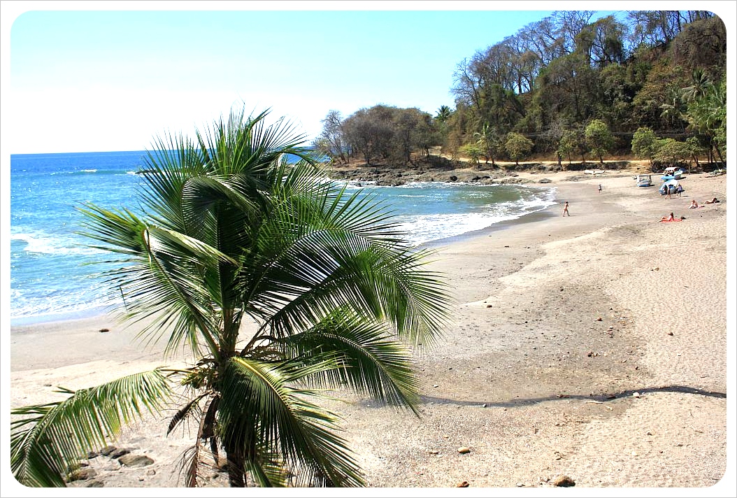 Montezuma palm tree & beach