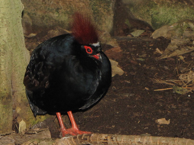 Crested wood partridge (Rollulus roulroul) male