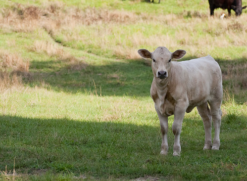Bullock, summer green field cow bullock pasture uncool uncool2 uncool3 uncool4 uncool5 uncool6 uncool7 esmithiii esmithiii2003