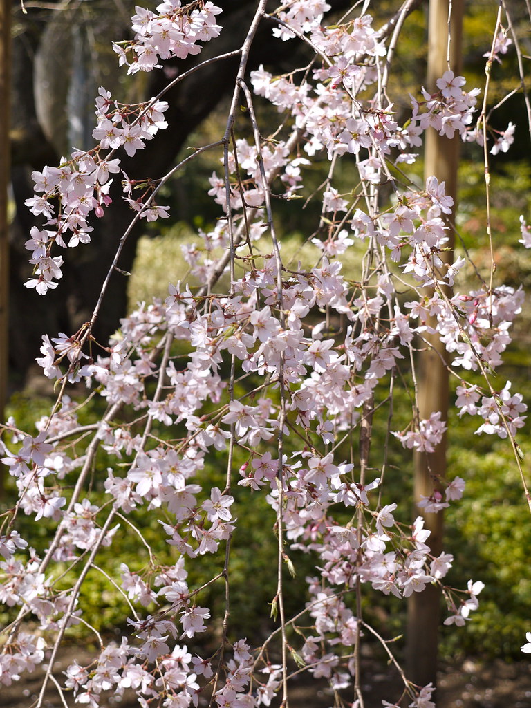 Sakura, Weeping Cherry | at Rikugien, komagome Tokyo | Flickr