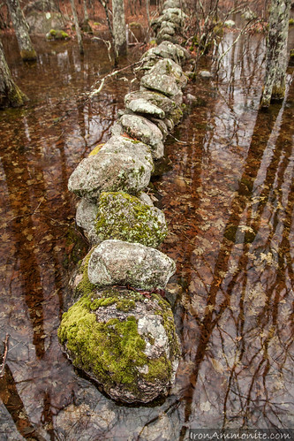wall forest rhodeisland drystone flooded